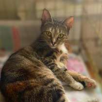 Метис бенгальской породы котенок Наяда, в Москве