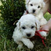 Бишон фризе Ижевск, в Ижевске