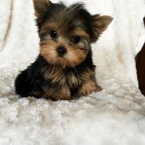 Йоркширский терьер Астрахани, в Астрахани