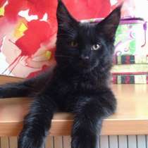 Жгуче чёрный красавец котёнок мейн-кун, в Москве