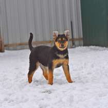 Ищут хозяев щенки от мамы-овчарки, в Москве