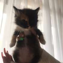 Отдам котенка, в Москве