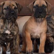 Продам щенков южноафриканского бурбуля, в Москве