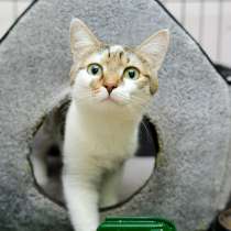 Красавица Пеппи ищет дом, в Москве