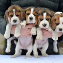 Щенки БИГЛЬ РАСПРОДАЖА, в Новосибирске