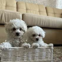 Щенки Бишон Фризе, в Казани