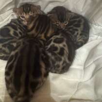 Бенгальские котята девочки, в г.Бергкамен