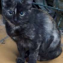 Котята рыжие и разноцветные, в Москве