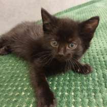Котята в добрые руки, в Альметьевске