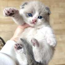 Котёнок бесплатно отдаю, в Грозном