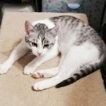 Барс в добрые руки, в г.Минск