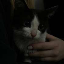 Котенок бесплатно, в Ростове-на-Дону