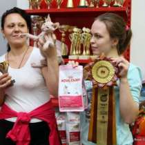 Предлагается к продаже донского сфинкс, в Санкт-Петербурге