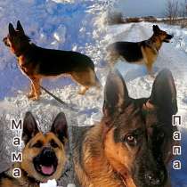 Продажа немочек щенят !, в Прокопьевске