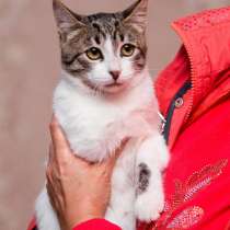 Кот Яша, в Обнинске