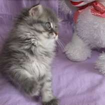 Шотландская вислоухая, в Санкт-Петербурге