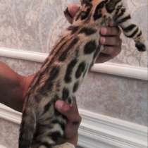 Бенгальские котята, в Москве