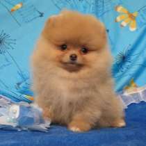 Очаровательные Щеночки Шпица, в Москве