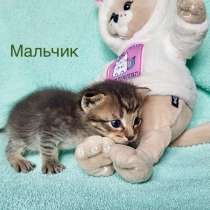 Котёнок мальчик, в Москве