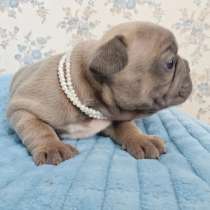 Щенки французского бульдога, в Москве