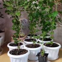 Вы можете взять саженец Туласи и ухаживать за Ней дома, в г.Москва