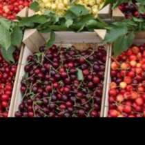 Черешня молдавская, в Москве