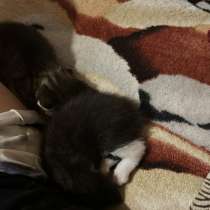 Котята в добрые руки, в Новомосковске