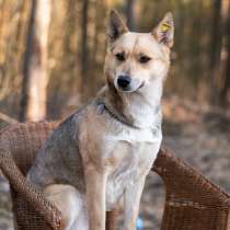 Улыбка на лапках — Бетти 1 год, всего 11 кг счастья!, в Москве