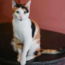 Кошечка - красотка Шанель в добрые руки!, в Санкт-Петербурге