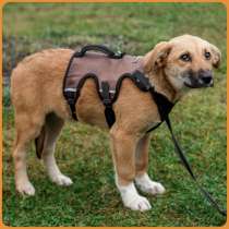 Щенок Алиса даром, в Москве