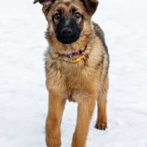 Умница Арья ищет дом!, в Москве