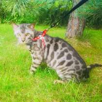 Кот бенгальской кошки, вязка, продажа, в Москве