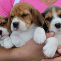Щенки бигля, в Казани