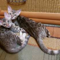 Кошечки: ориентал с бенгалом, в г.Мариуполь