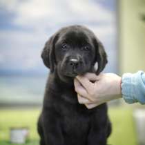 Лабрадор Новокуйбышев, в Новокуйбышевске
