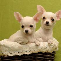 Чихуахуа Ижевск, в Ижевске