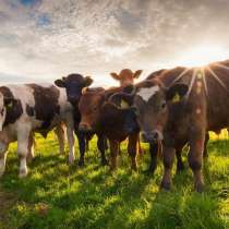 Коровы бычки телята Пенза, в Пензе