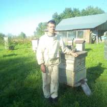 Пчелосемьи на высотку, в Бийске