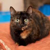 Мурочка ищет заботливых хозяев, в Москве