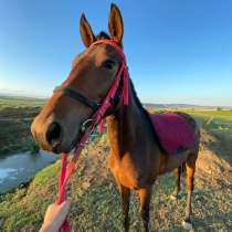 Лошадь, в Москве