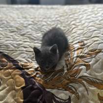 Отдам кошечку в добрые руки, в Липецке