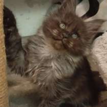 Мейн-кун к мальчик, в Петрозаводске