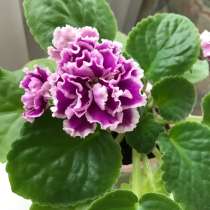 Фиалки сортовые, в Москве