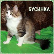 Кошка БУСИНКА даром, в Москве