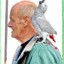 Попугаи разных видов продам. Клетки., в Москве