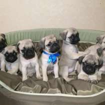 Щенки МОПС, в Казани