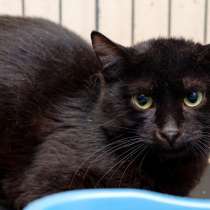 Разыскивается хозяин для кота Лучано, в Москве