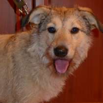 Милая девочка ищет Дом!, в Липецке