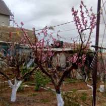 Дача с жилым домиком и садом в Казачей бухте, в Севастополе