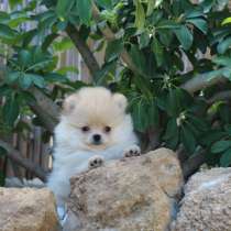 Щенки померанскрго шпица, в г.Ашкелон